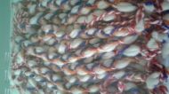 Неопаковани  Плетени гривни от жива вълна синьо и оранжево - 25 бр